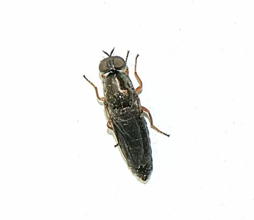 Scenopinus fenestralis